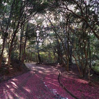 めい ⸰ 𖥔 ͙ࣳ