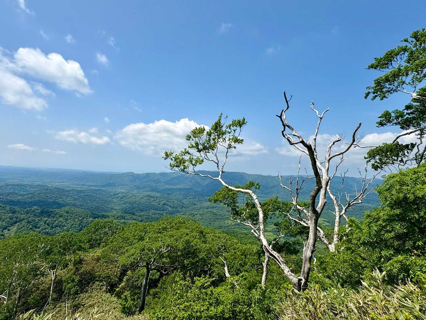 気持ち良く、Cコースを下山中。
