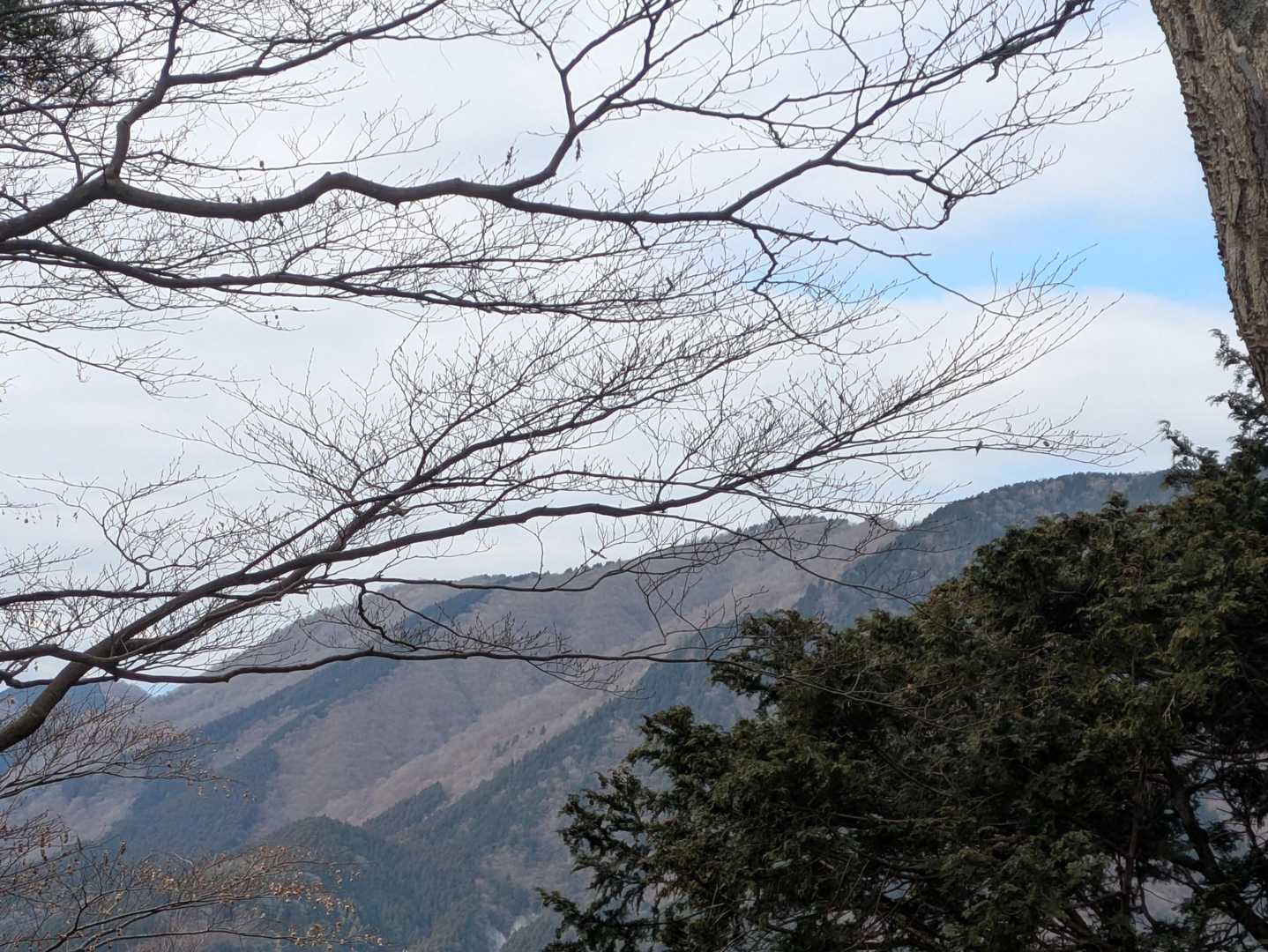 寄バス停-櫟山-栗ノ木洞-後沢乗越-鍋割山-小丸-大倉バス 縦走コースの写真