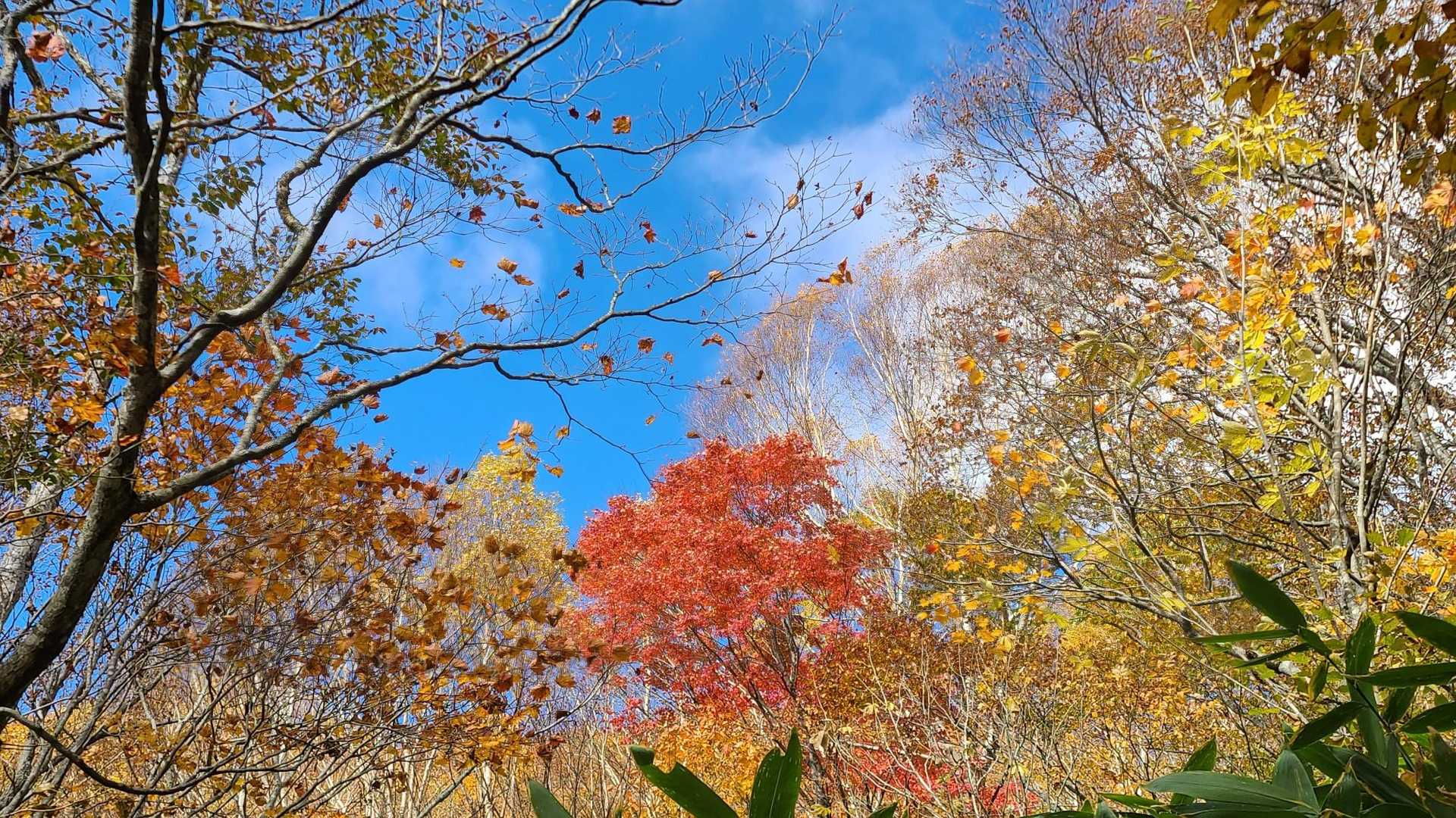 紅葉🍁