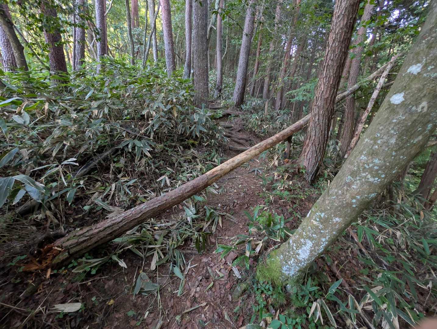 1本目の倒木