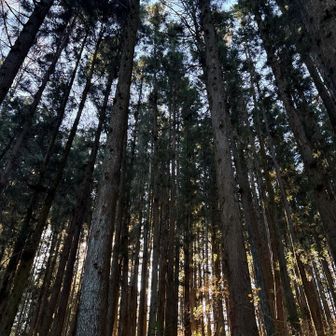 この樹々は植林によるものだそう。
戦国時代は敵兵が見やすいように、木は無かったとの事。