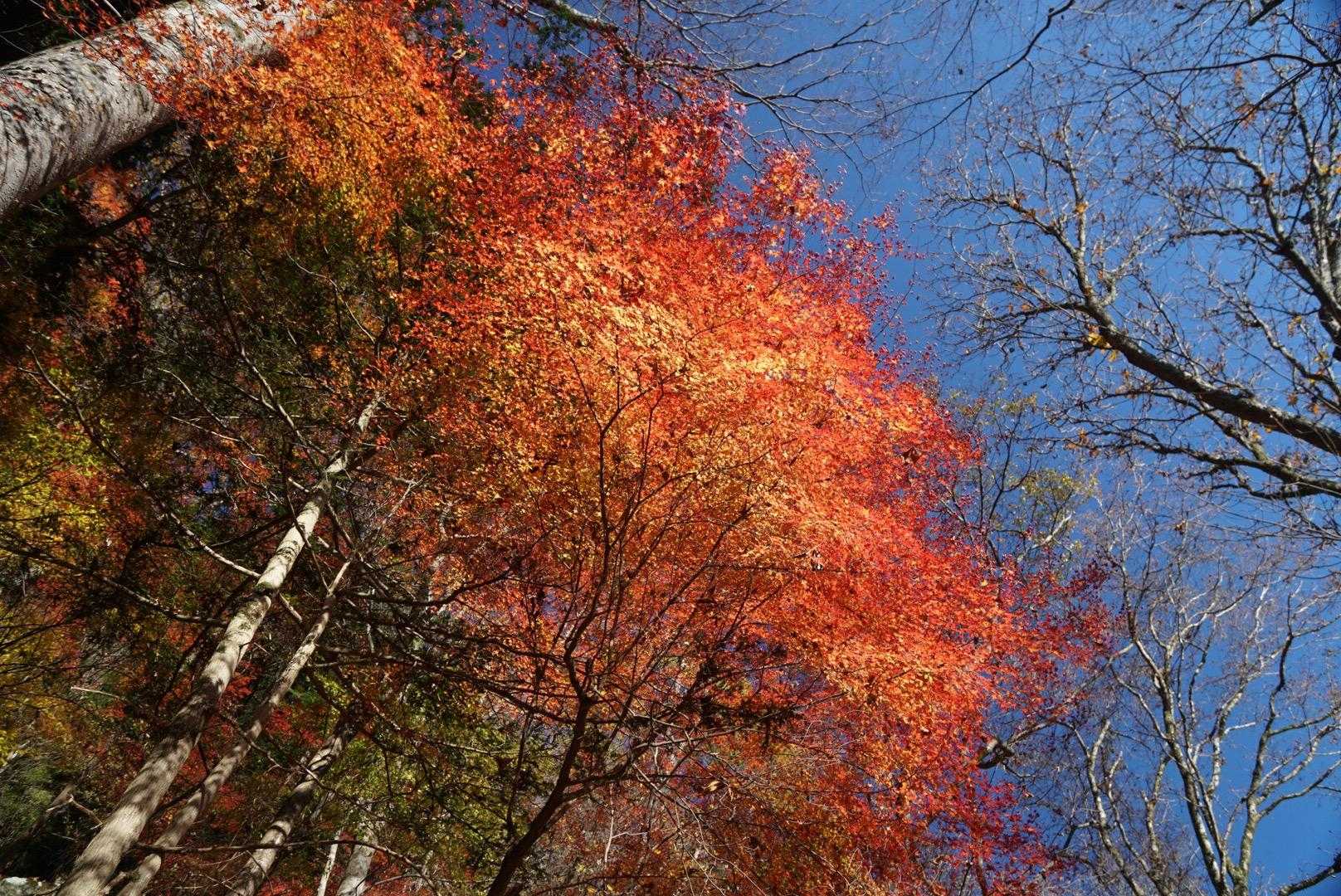 雪彦山登山口 往復コースの写真