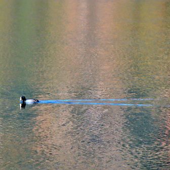優雅に泳ぐカモを眺めながら湖畔沿いの遊歩道を歩く。