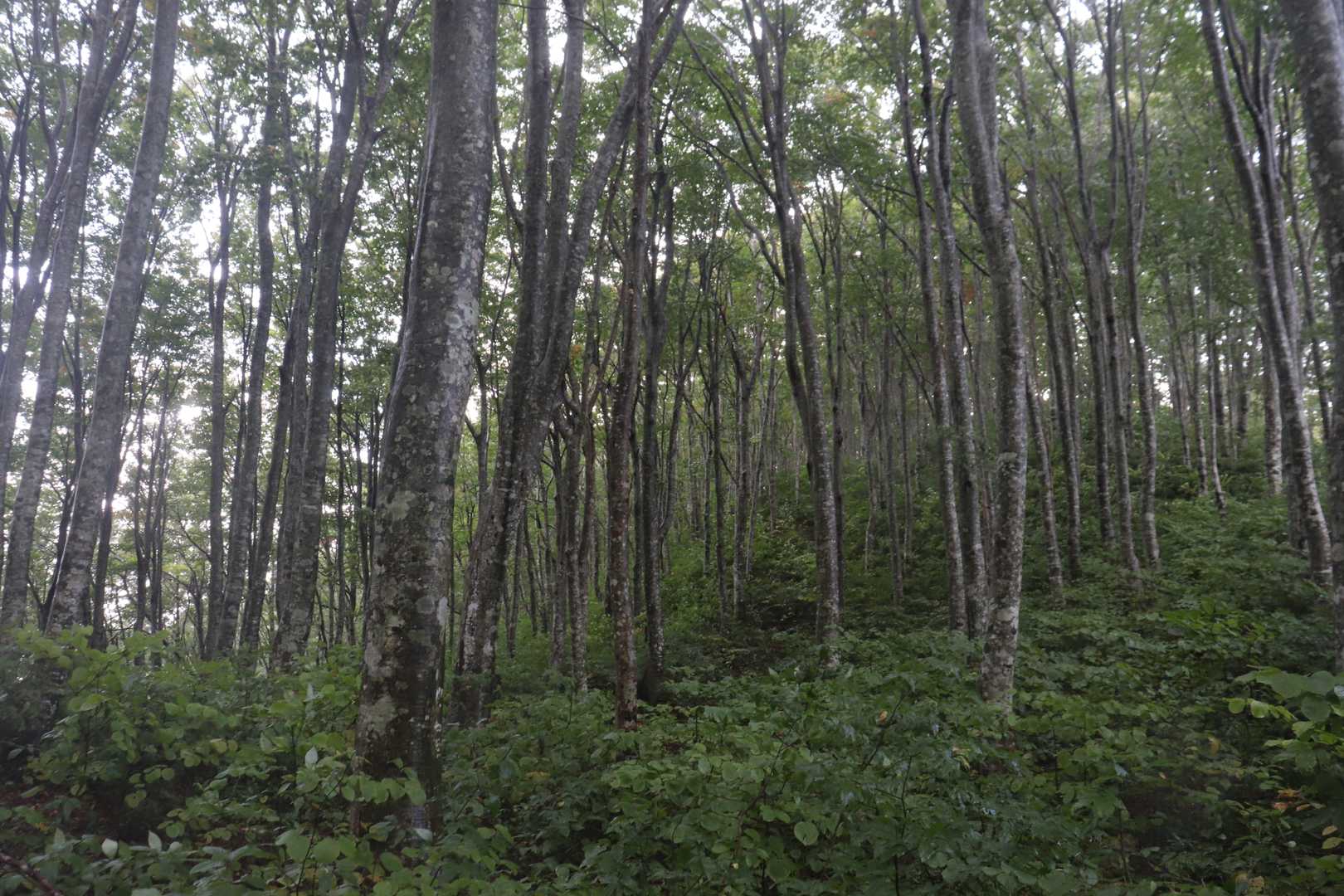 南面白山 往復コースの写真
