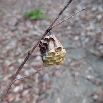 こっちは枝に付いてる✨🐝