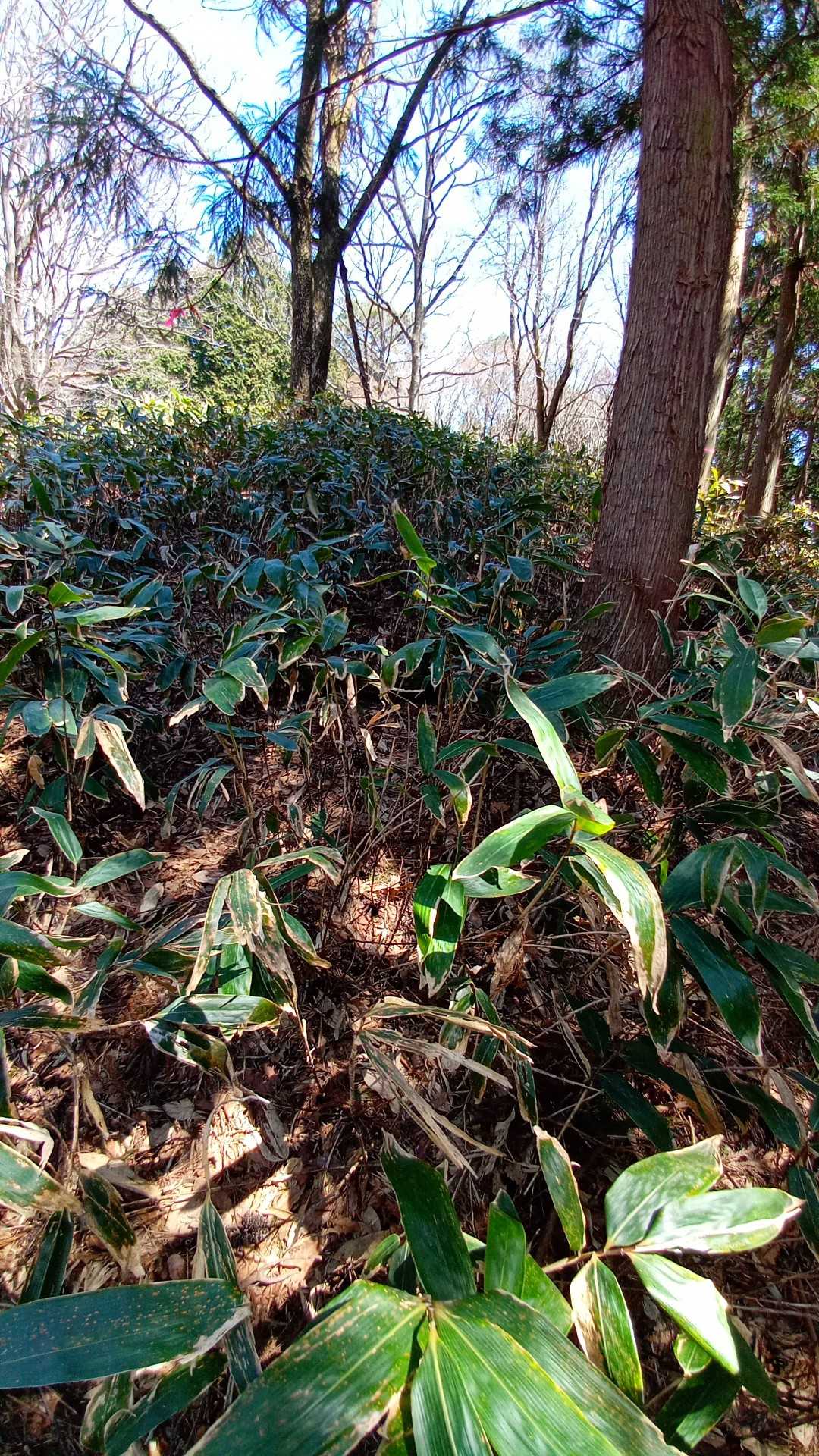 また藪漕ぎぃ！！たぶんほとんど人来てないので先駆者です！
熊笹倒しておきましたので道はわかると思いまーす😽