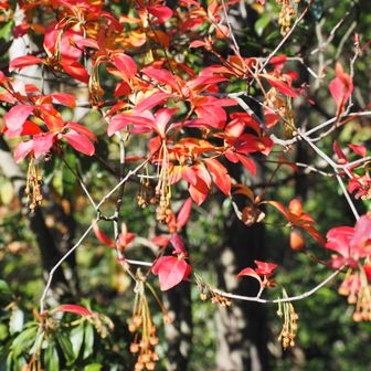 真っ赤な紅葉に何か実がなっている、何の木だろう