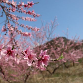 遠くに蜂城山