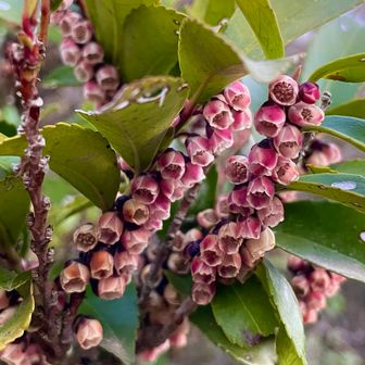 これがまた独特な香り🤣