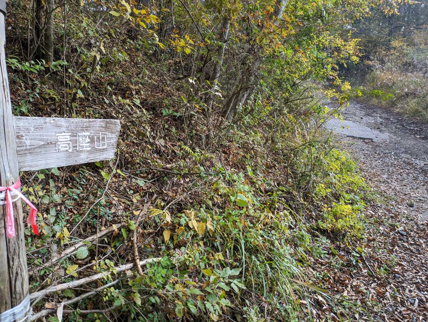 杓子山まで続く道ですが、今日はお花が目的なので、無理せず高座山までの周回で😉
はじめは林道歩き♪