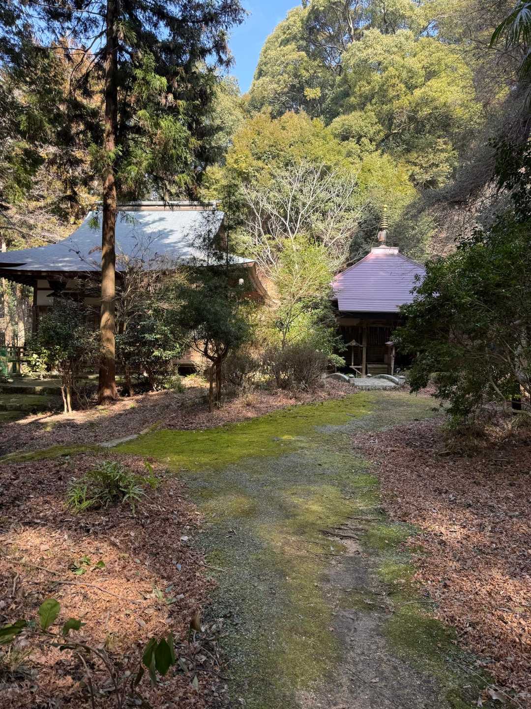 苔むしていてとても雰囲気のあるお寺