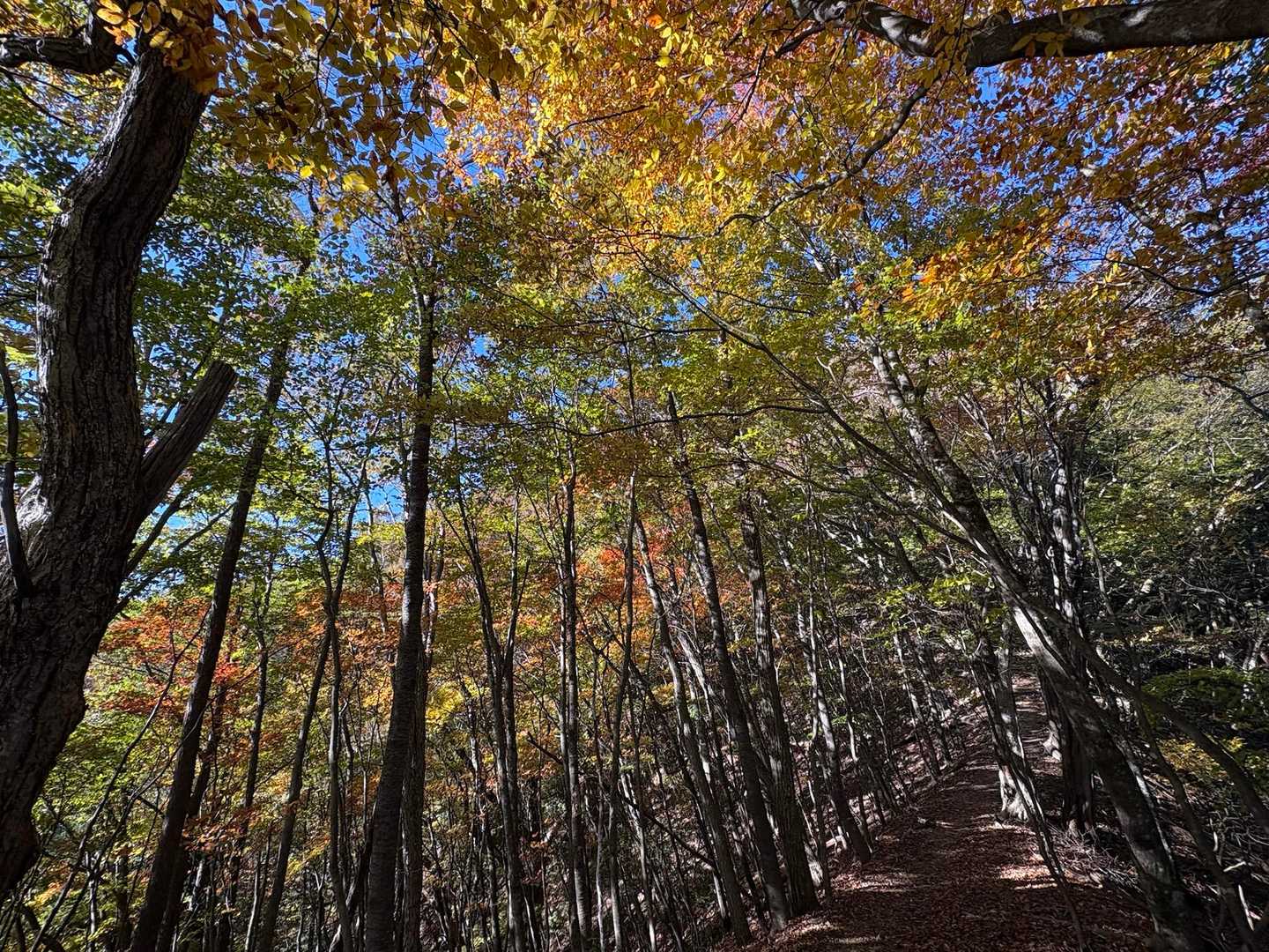 紅葉🍁のなか
気持ちいい〜山歩き