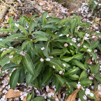 山頂は万両だらけ。
実がなる時期はどんなかな？