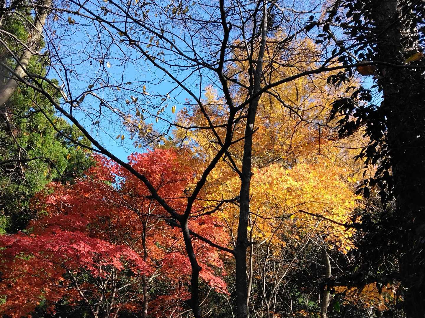 宝達山 | 加賀藩の金山伝説と水源の森を擁する信仰の山、２霊山の大展望を堪能の写真