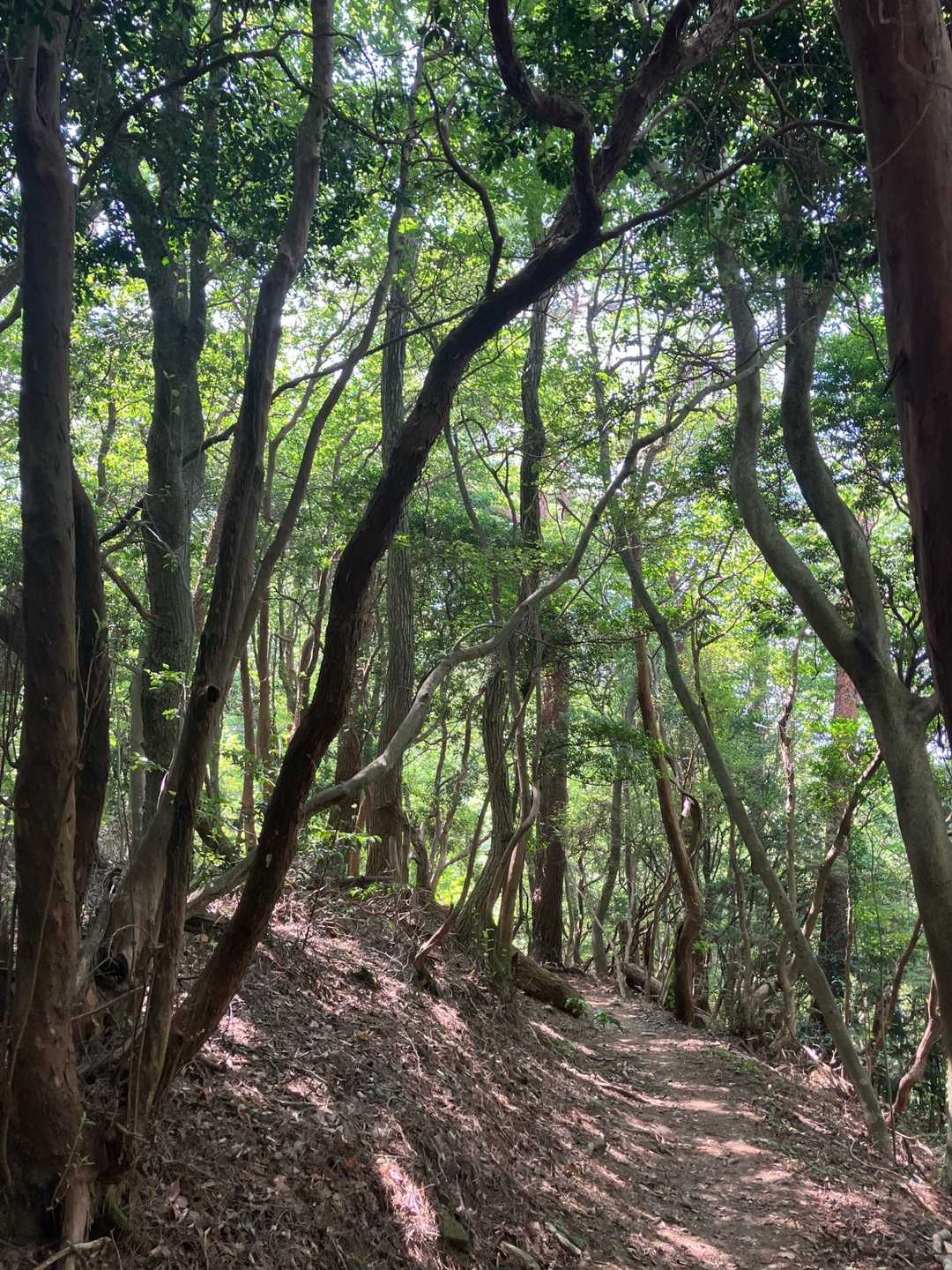 山に入れば復活
涼しいはずやけど汗は止まらない💦