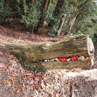 🐊赤い歯入れてみた。