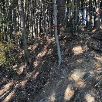 一本松山山頂方面に登る。