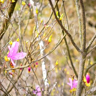 ツツジも少し咲いてました。
これが満開だと綺麗なんだよね～