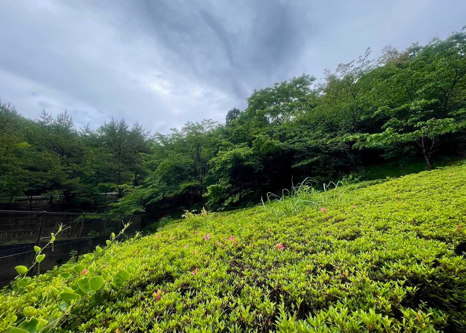 天気は雨☔️だけど木々の新緑が眩しい😉