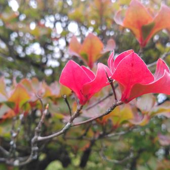 今年もシロヤシオは5月新緑の頃から赤っぽいまんまですが、本気の紅葉見たら全然違った。