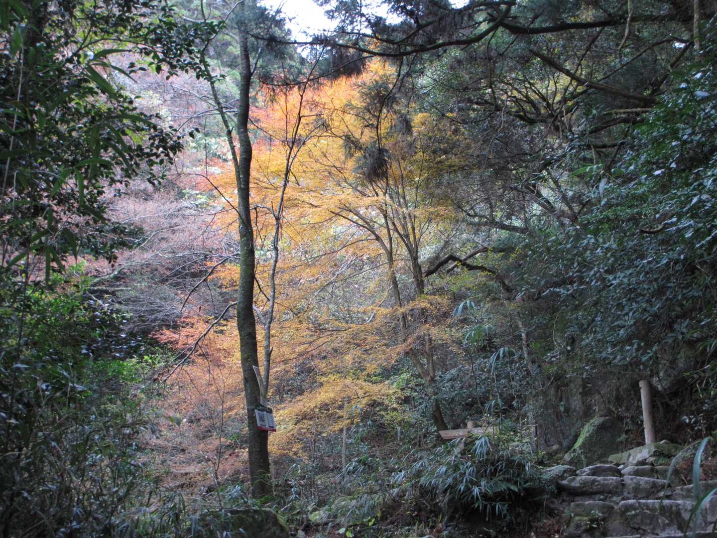 水場の紅葉