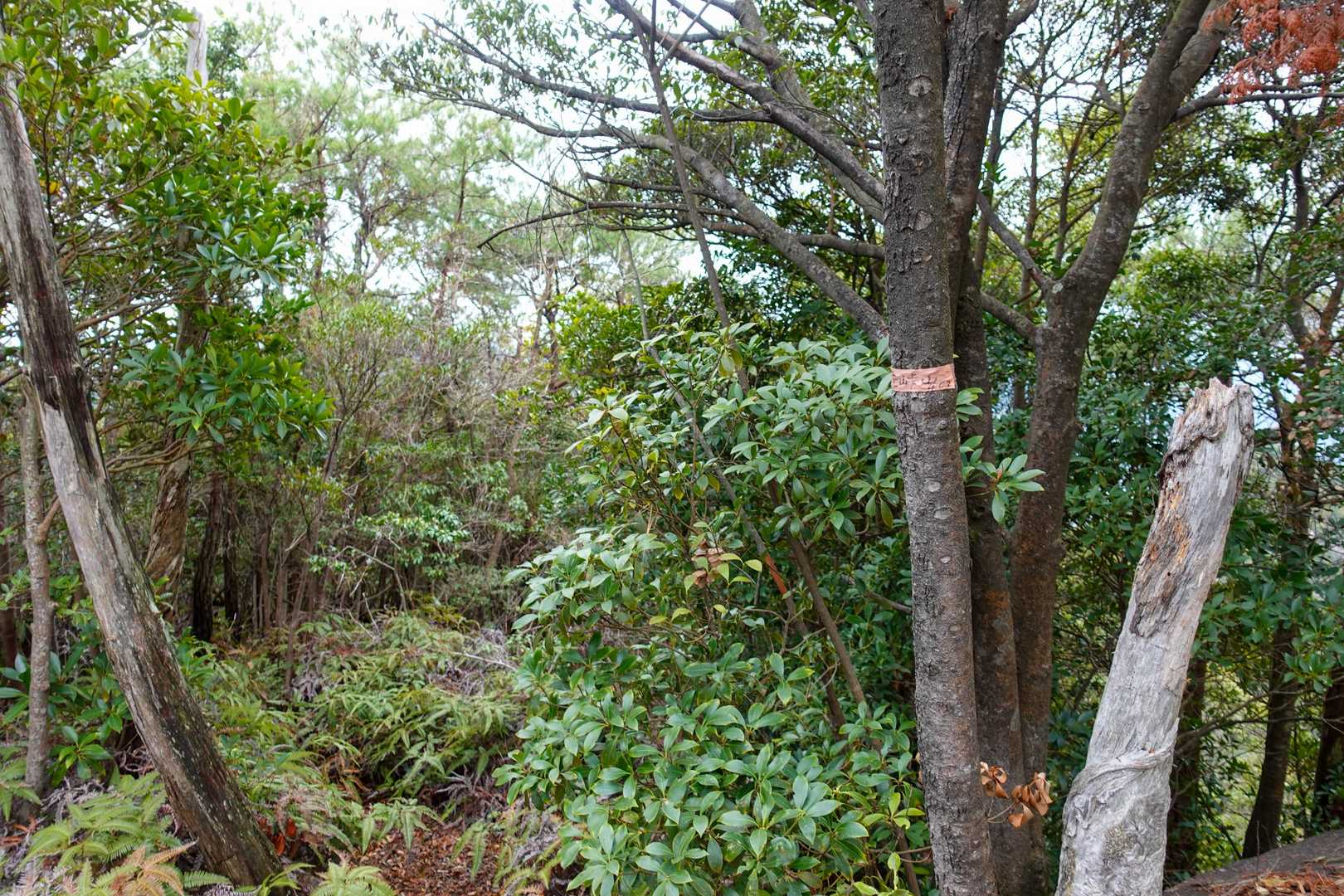 分かりにくいけれど
先峠山山頂  もちろん展望なし
おまけにテープのみ(笑)