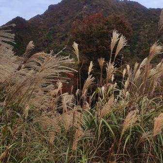 ススキ🌾越しに大森山