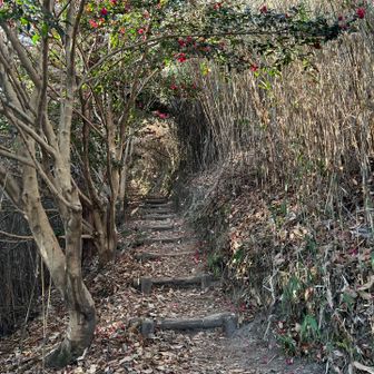 帰りは山茶花ロードで🌺
祐泉寺の沢筋ルートで下ります😄