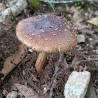 椎茸みたい🍄‍🟫だが毒キノコのテングダケだそうな🍄