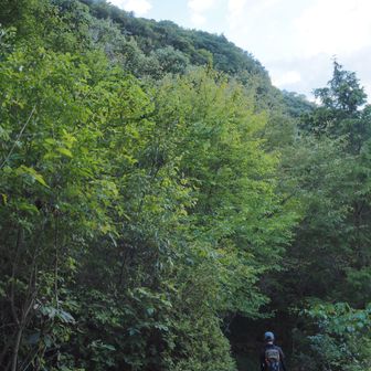 🚶大部降りて来ました。
まもなく登山道が終わります。

標高が下がると急に蚊やメマトイが寄ってきます😵