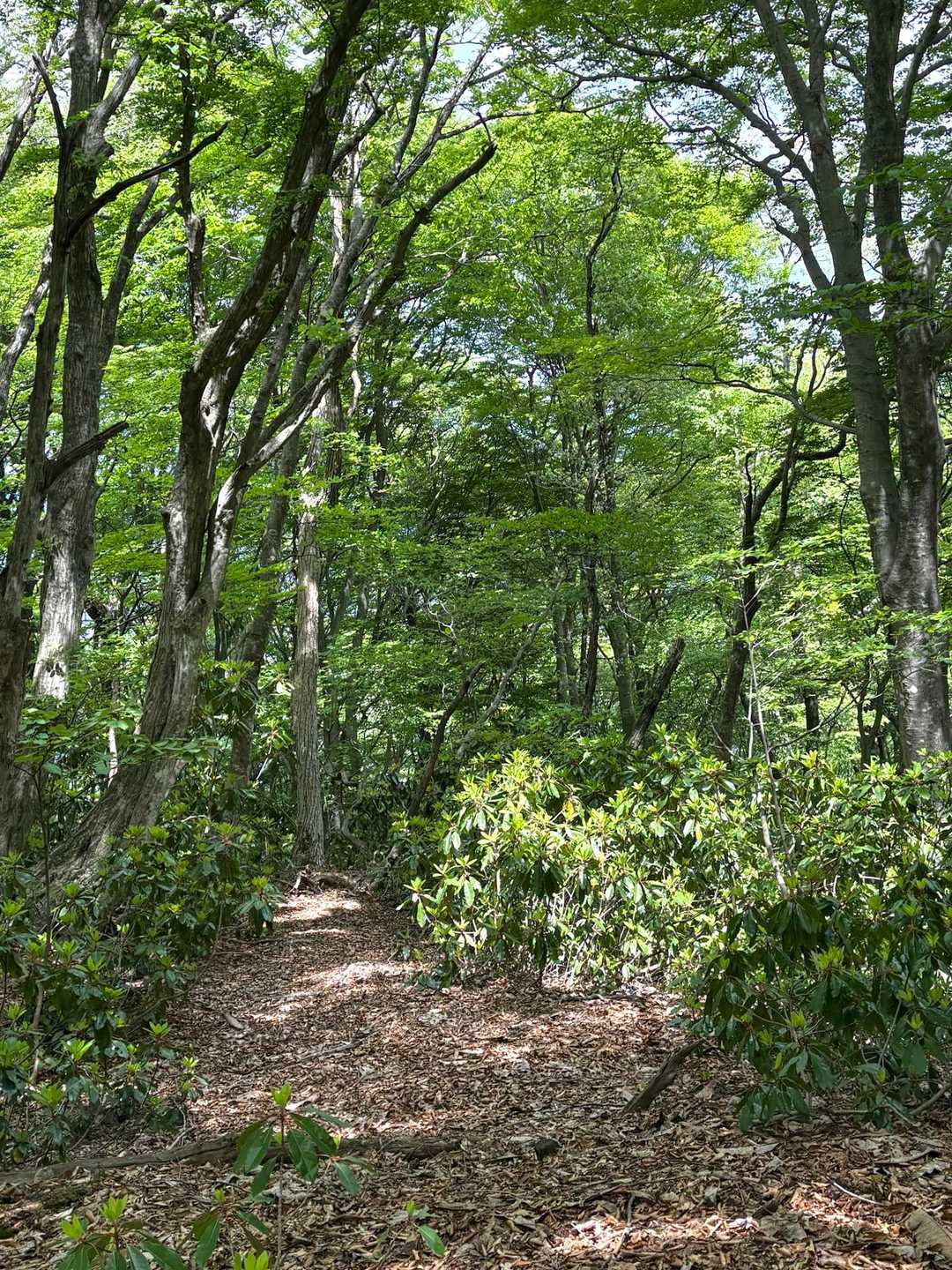 周回路にはユズリハ・アセビくらい
下草は無く歩き易い
土管・ピンテを目印に進みます