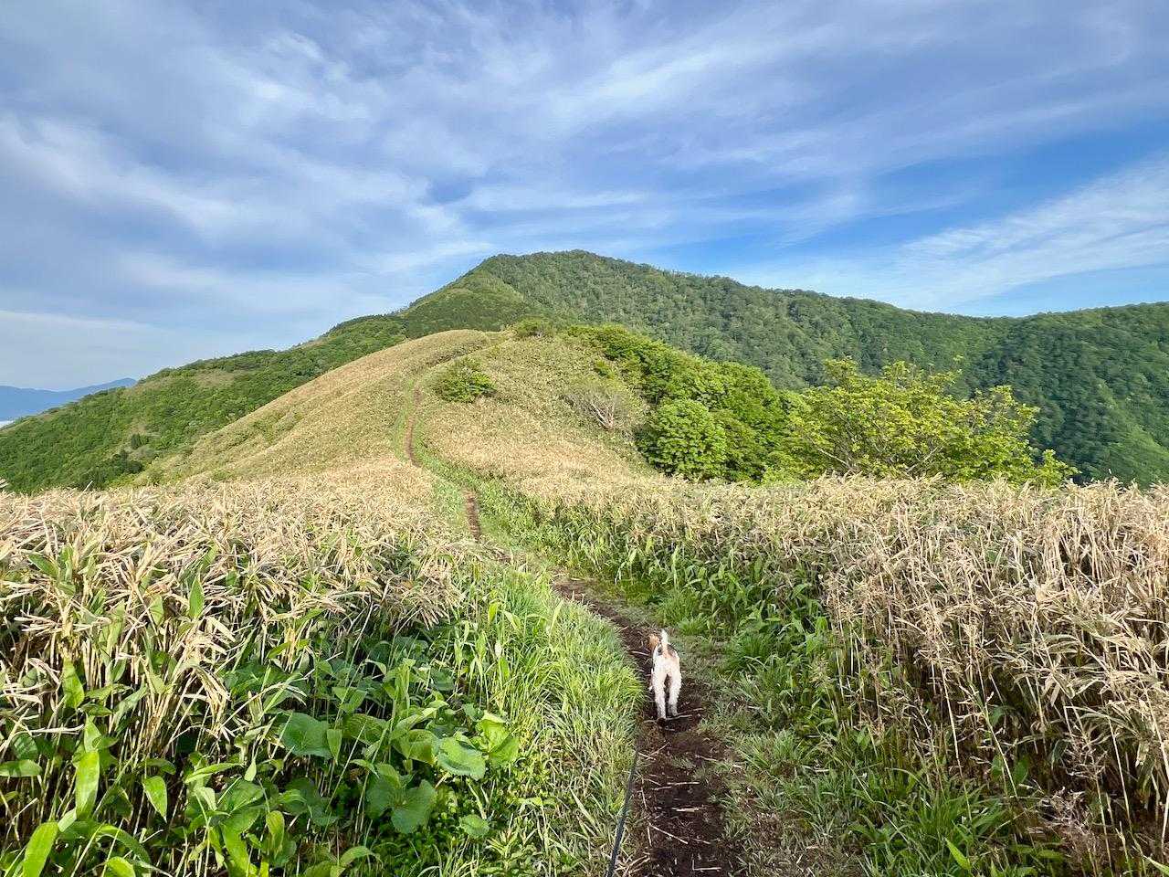 先週の大段からP1376も登山道が有れば、この様にルンルン気分