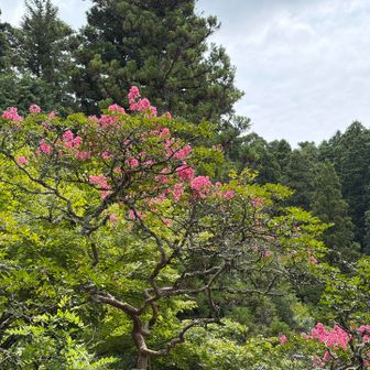 百日紅
青緑の中でひときわピンクが映える
