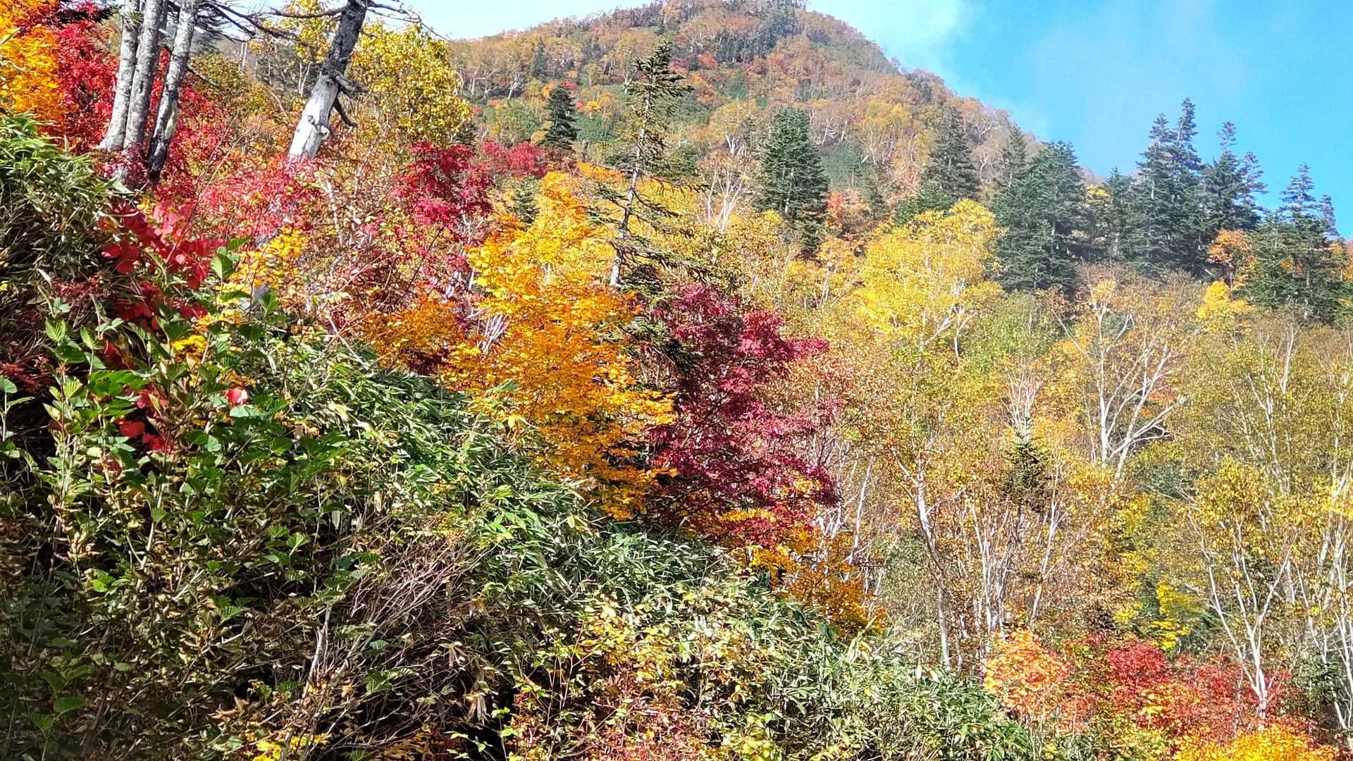 朝はガスで見られなかったロープウェイ乗り場までの景色
最後は晴れ間で送り出して貰えました
名残惜しいけど時々晴れ間からの素晴らしい景色をみることが出来感無量です♪
最後迄ご覧頂きましてありがとうございました🙇