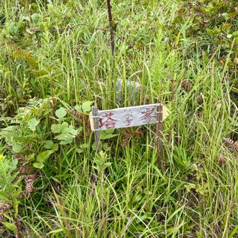 塔ヶ峰へのルートは通りたくないくらい草が……ᜦ ᜦ ᜦ ᜦ ᜦ 