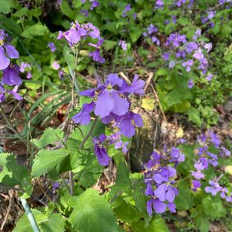 花の名前は分かりませんが
柵で保護されていた綺麗な花