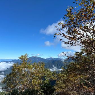 本谷山から塩見小屋までは左に仙丈、甲斐駒、右に塩見という樹林帯の縦走路とはいえ、素晴らしい眺望。モチベーションアップ！疲れません