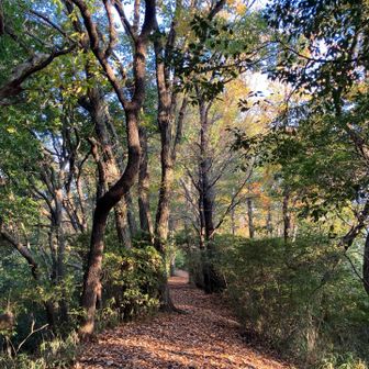 朝陽の木漏れ日がいい🥰