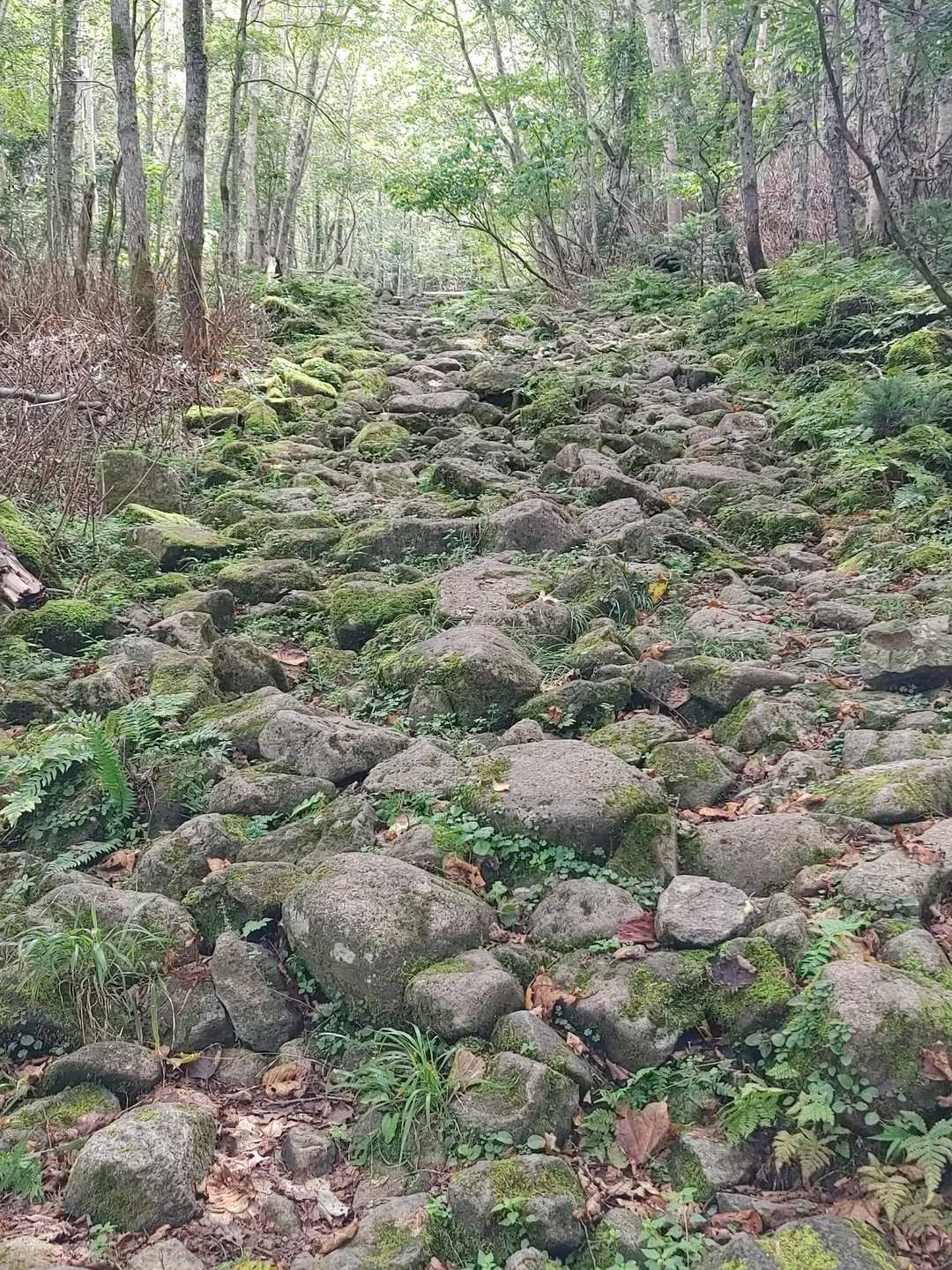うまく写せてないけど、苔の生えた石が多い
ステキな雰囲気✨