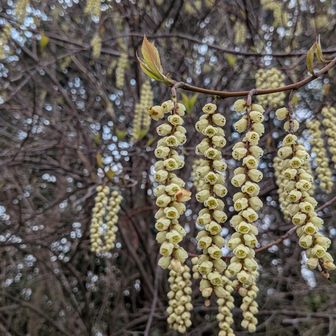 キブシ。いつもかんざしを思い出してしまいます😊