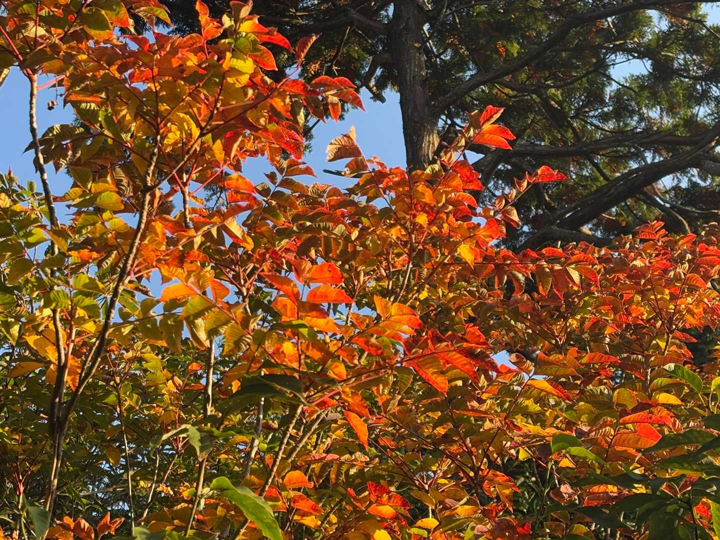 紅葉🍁始まってますね⤴︎✨