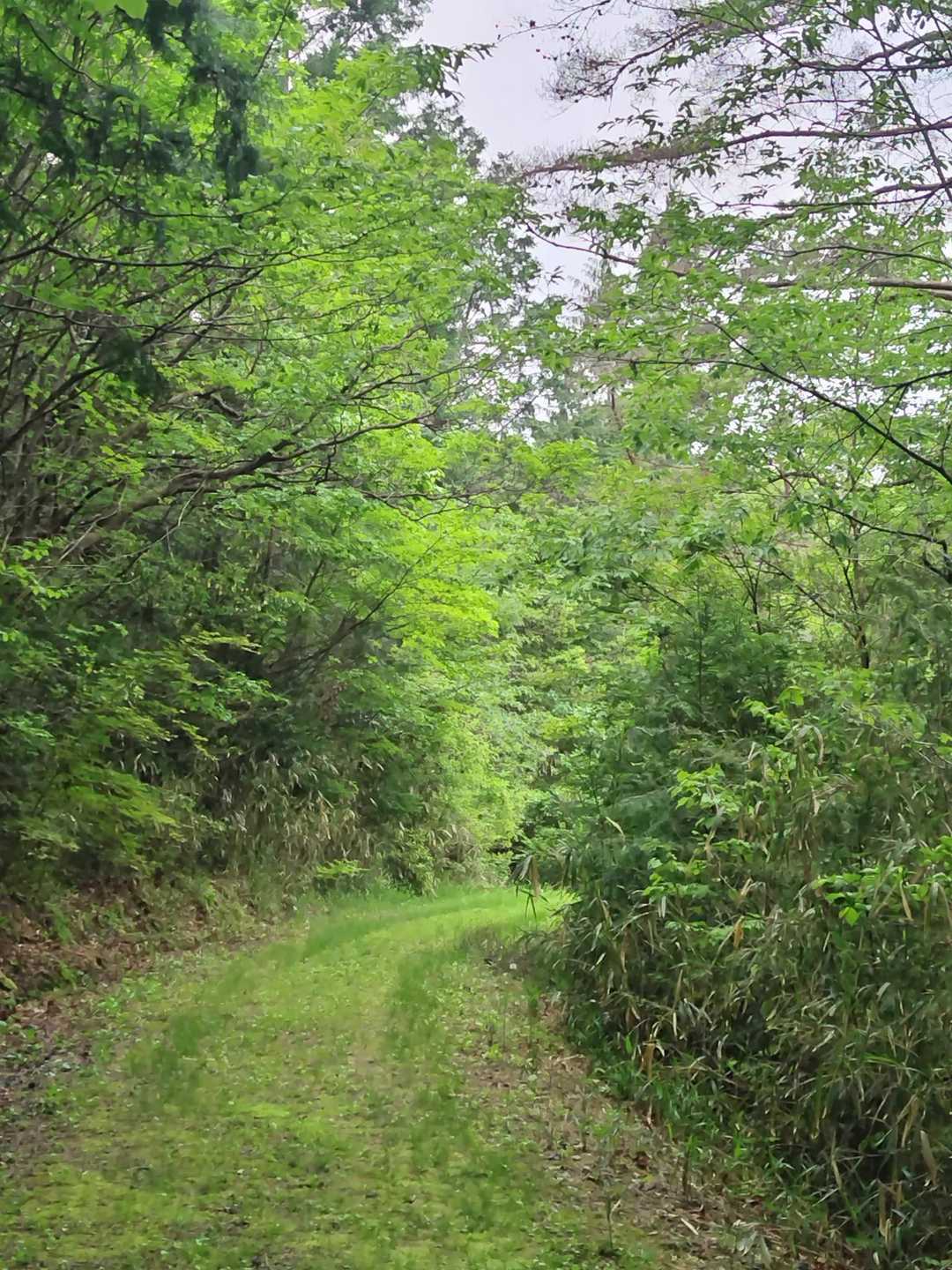 グリーンロード
気持ちいい🌿✌️