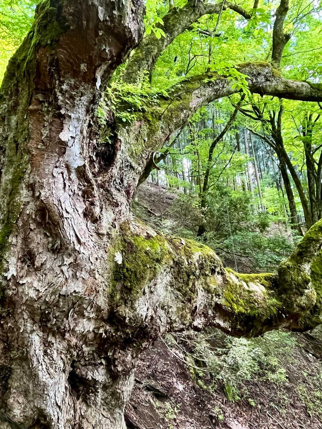 君尾山-大トチ 周回コースの写真
