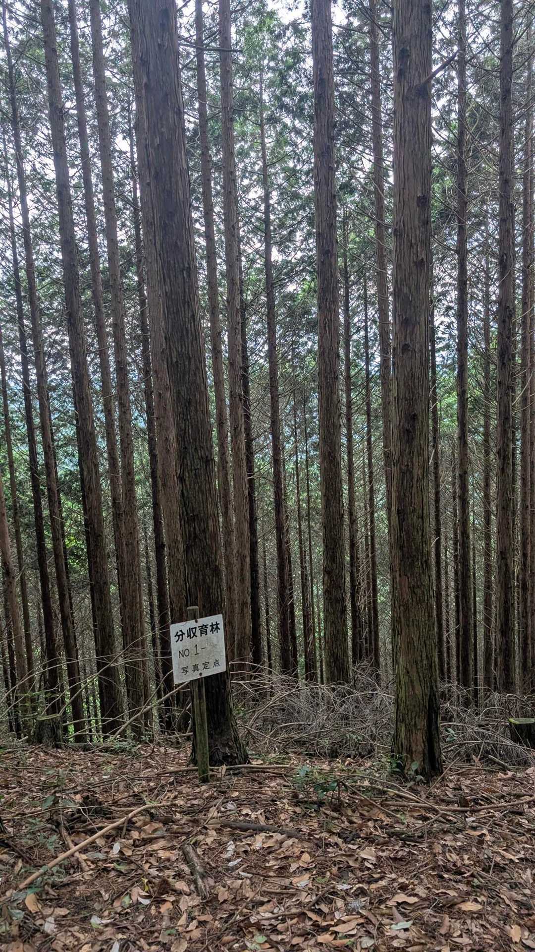 白木山駅-白木山登山口-白木山-別当山 周回コースの写真