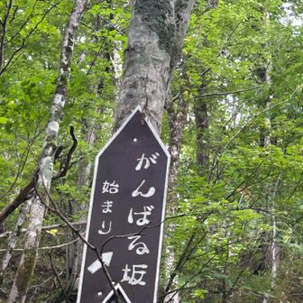 でた！
頑張る坂！！
前回来た時より辛かったーー💦

前回はおかPさんと来たから、
やっぱり誰かと一緒に登るって、気持ちの上でも力になるんだわ！