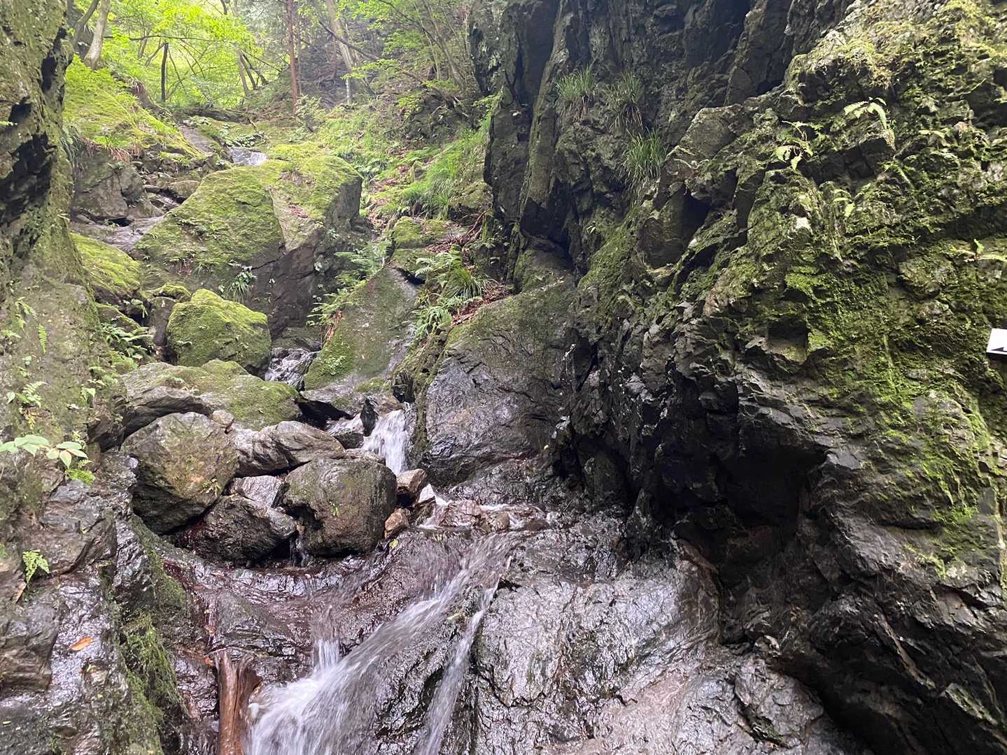白谷沢-棒ノ嶺-滝ノ平尾根周回コースの写真