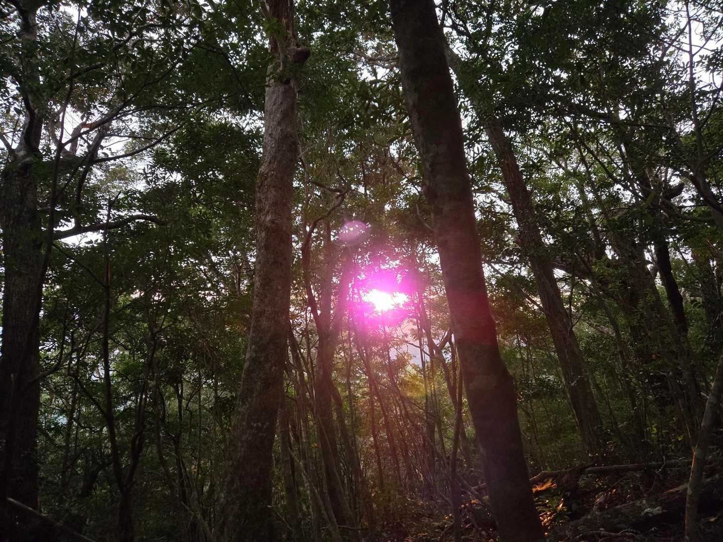 木の隙間から日の出🌅