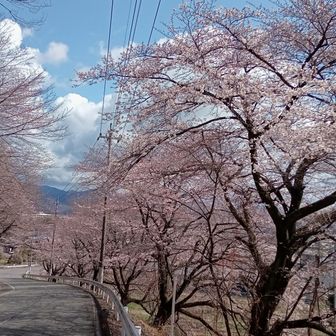 建岩登山口まで続く🌸桜並木
