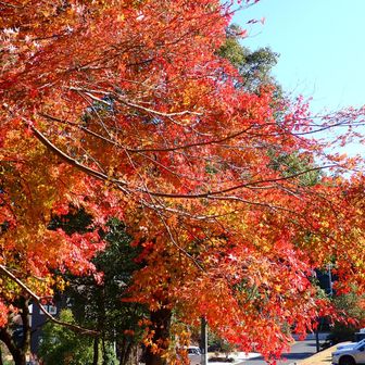 駐車場の紅葉